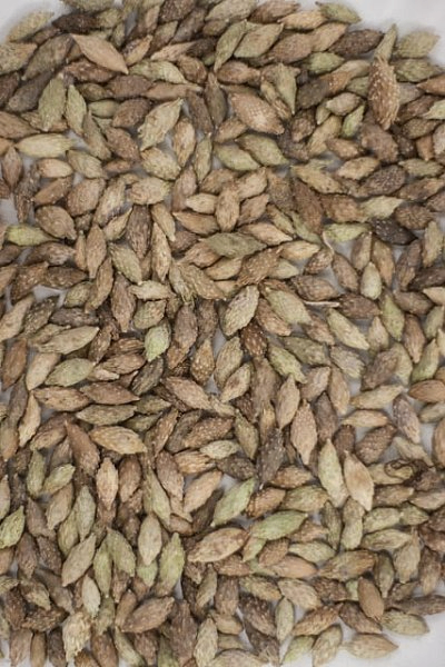 Cang Er Zi, 1lb