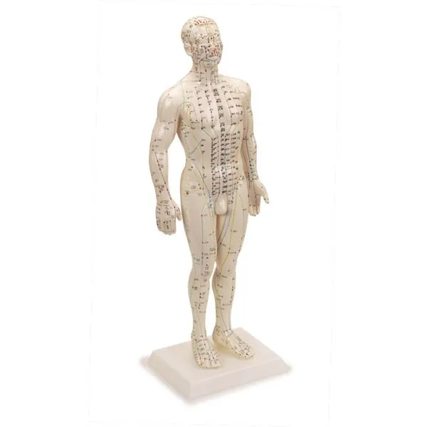 Human Male Acupuncture Model 20”