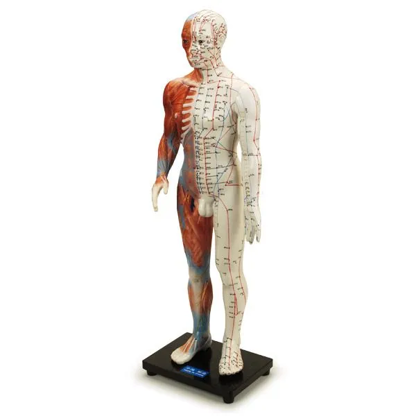 Jing-LuoTong Human Male Acupuncture Model 24”