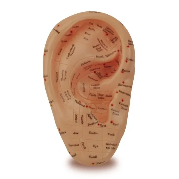 Zone Ear Model