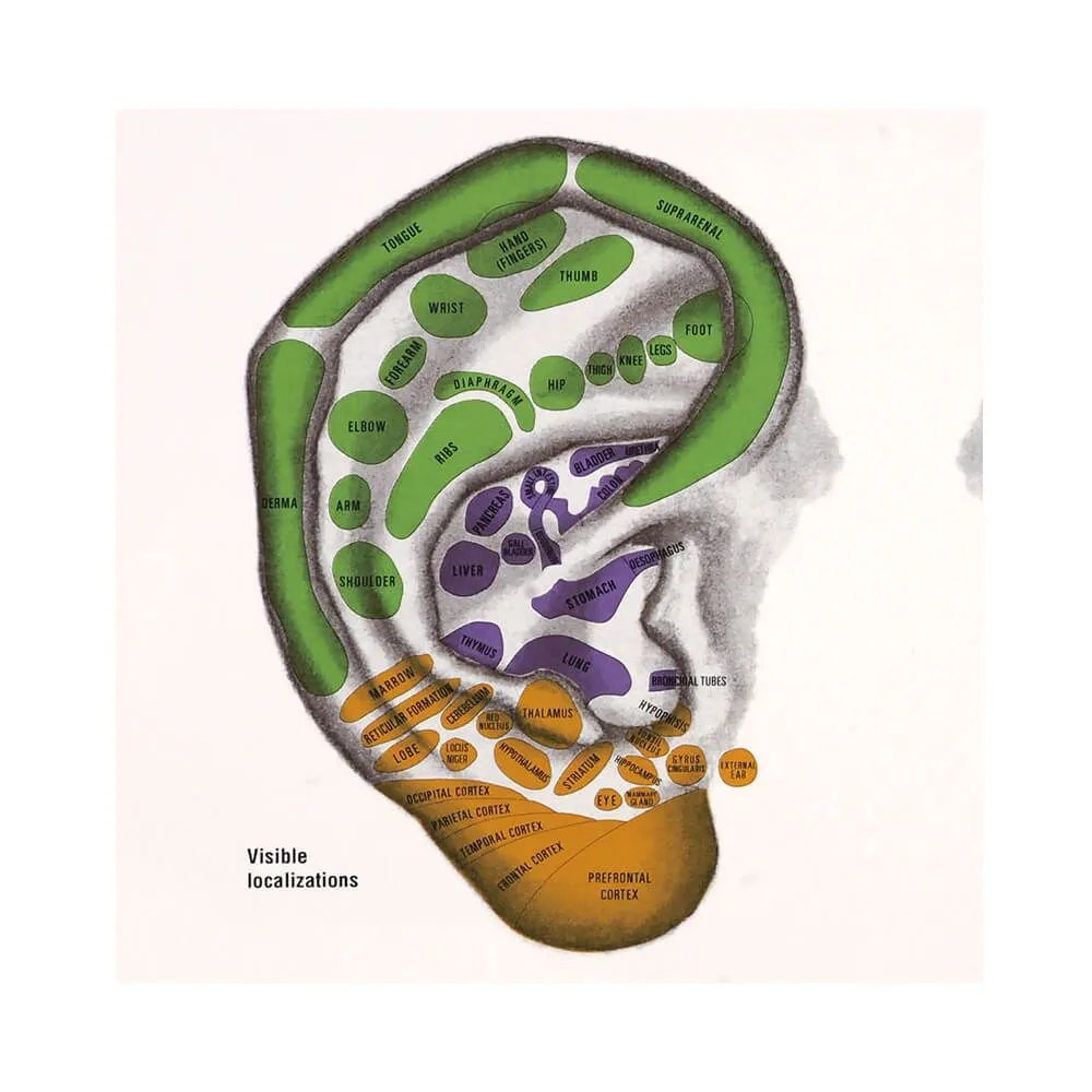 Sedatelec Paul Nogier Ear Desk Chart
