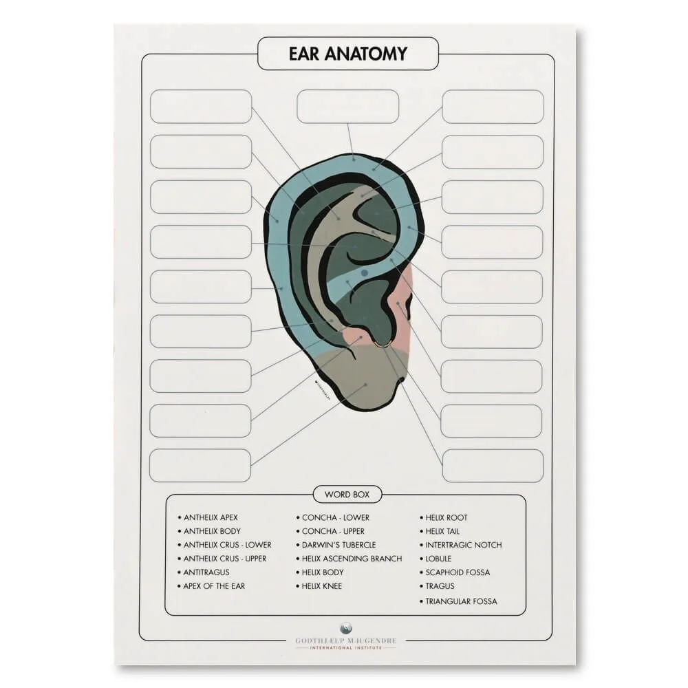 Ear Anatomy Chart
