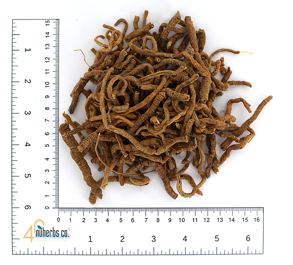 Yuan Zhi (zhi) - Lab Tested, 1lb
