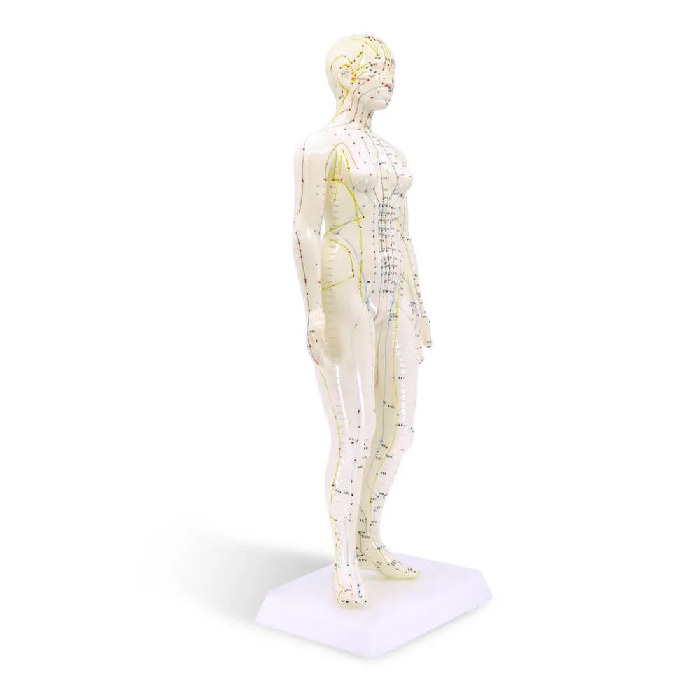 Human Female Acupuncture Model 19”