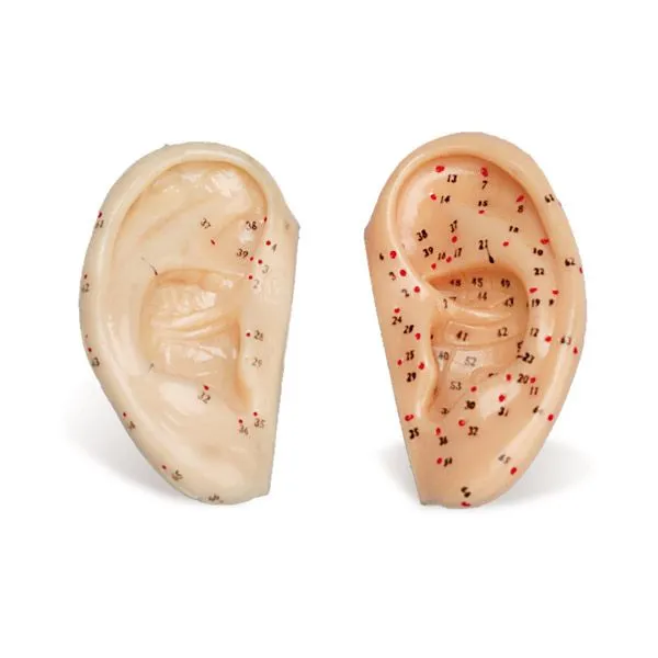 Ear Model (small)