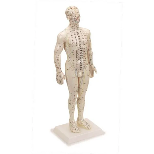 Human Male Acupuncture Model 20”