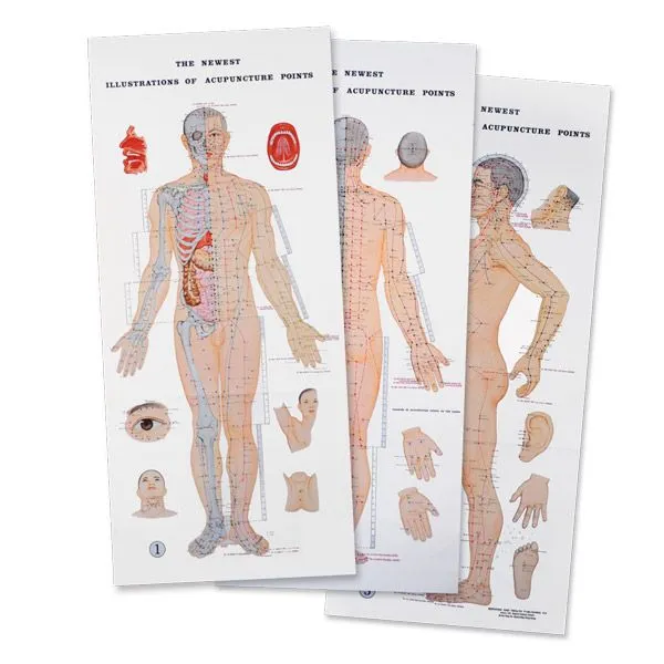 Illustrated Acupuncture Points Chart Set of 3