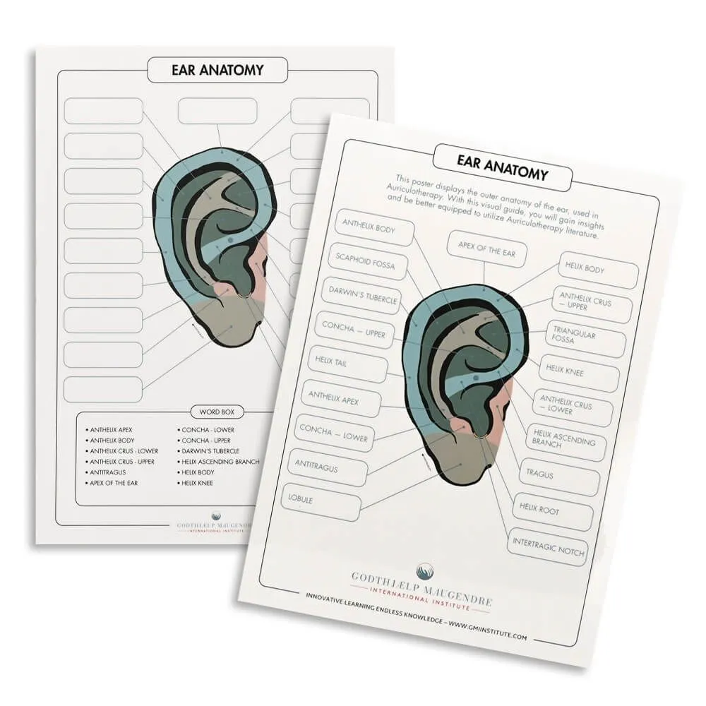 Ear Anatomy Chart