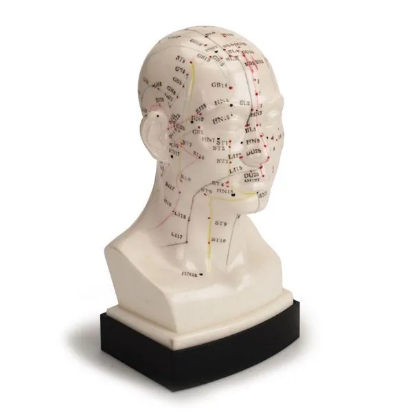 Head Model