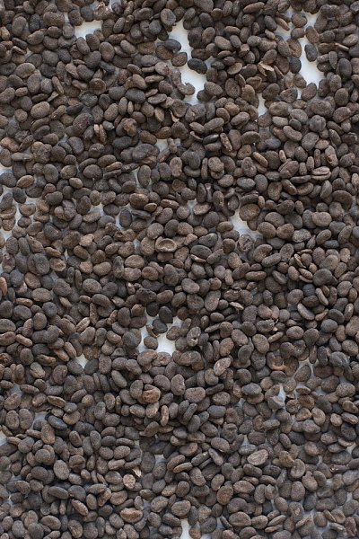 Bu Gu Zhi, 1lb