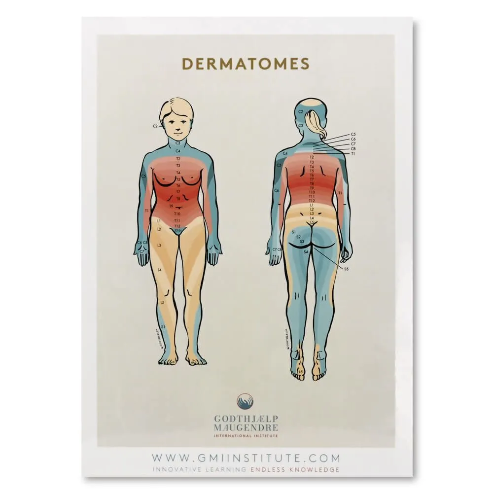 Dermatomes and Anatomical Reference Chart