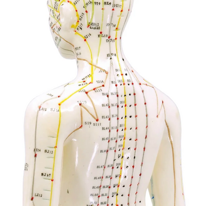 Human Female Acupuncture Model 19”