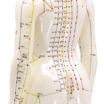 Human Female Acupuncture Model 19”