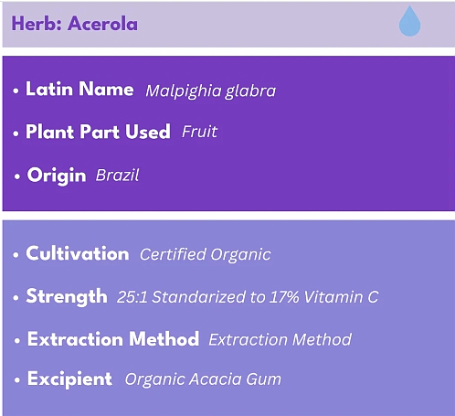Bold Elderberry Plus, 30 Caps - Image 6
