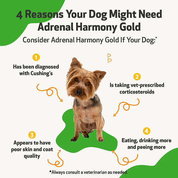 Adrenal Harmony Gold for Dogs, 4oz - Image 3