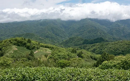 2025 Competition Baozhong Oolong Tea, 50g - Image 13