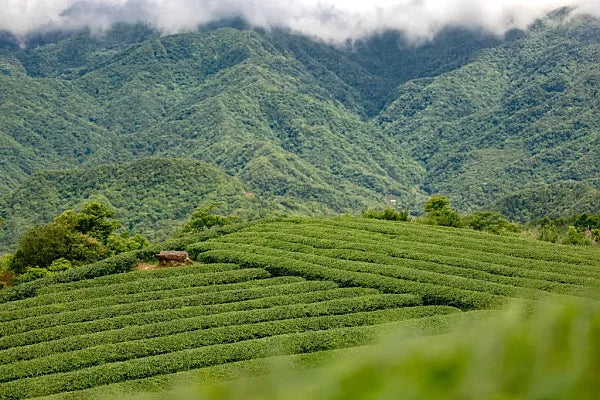 2025 Competition Baozhong Oolong Tea, 50g - Image 14