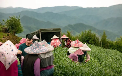 2025 Competition Baozhong Oolong Tea, 50g - Image 15