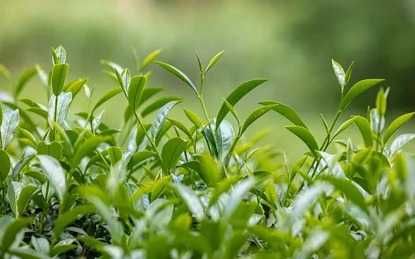 2025 Competition Baozhong Oolong Tea, 50g - Image 7
