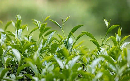 2025 Competition Baozhong Oolong Tea, 50g - Image 7