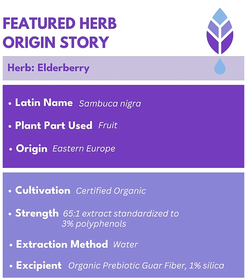 Bold Elderberry Elixir, 4oz - Image 4