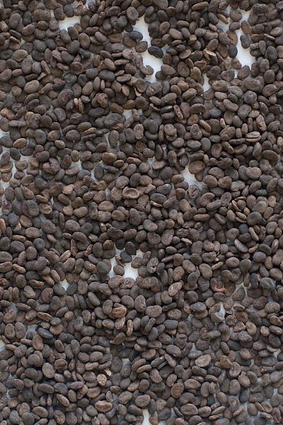 Bu Gu Zhi - Lab Tested, 1lb