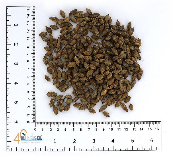 Cang Er Zi (chao) - Certified Organic, 1lb