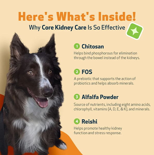 Core Kidney Care for Dogs - Image 4