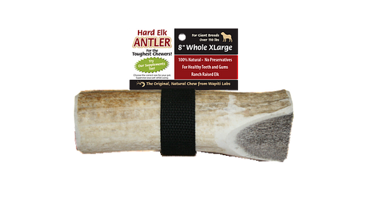 Elk Antler Chew 8inch XL, Whole