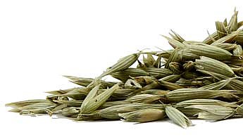 Oat Tops, organic (Avena sativa)