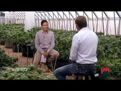 Charlotte's Web™ CBD Gummies - Calm