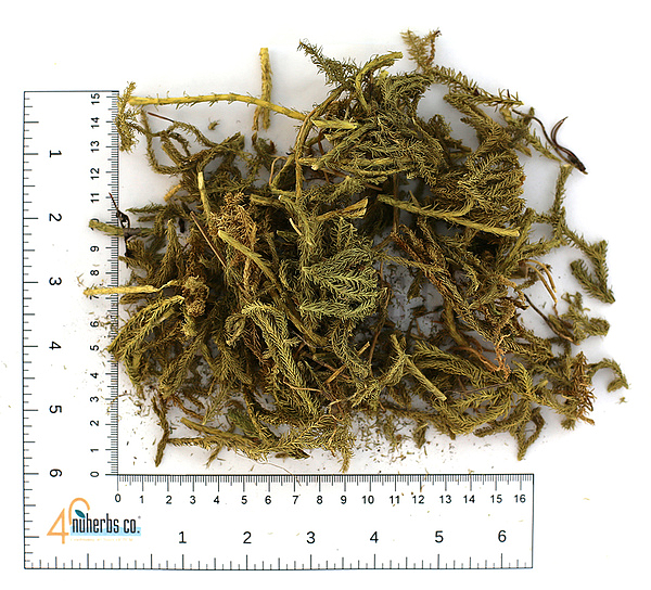 Shen Jin Cao - Lab Tested, 1lb