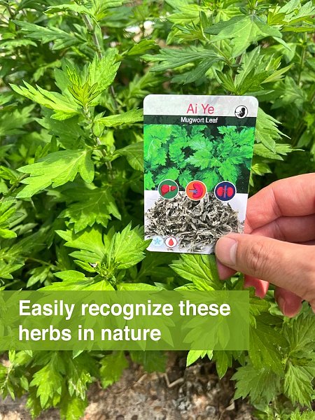 TCM Single Herb Deck - 2 of 3 - Image 3