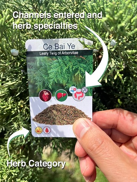 TCM Single Herb Deck - 3 of 3 - Image 5