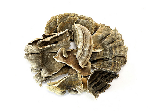 Turkey Tail Mushroom (Trametes versicolor), 4oz