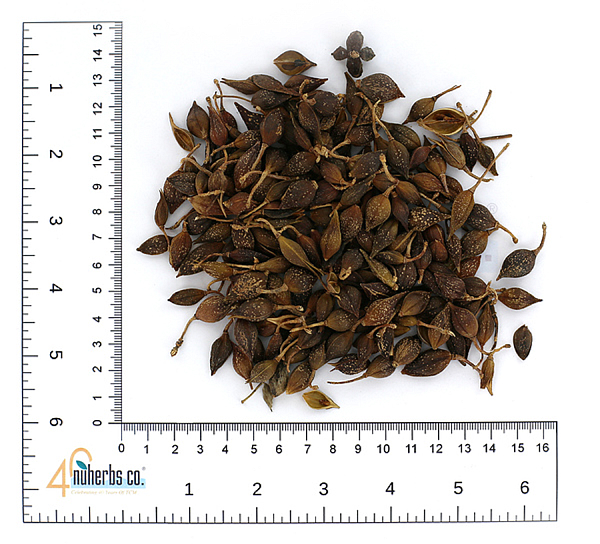 Lian Qiao - Certified Organic, 1lb